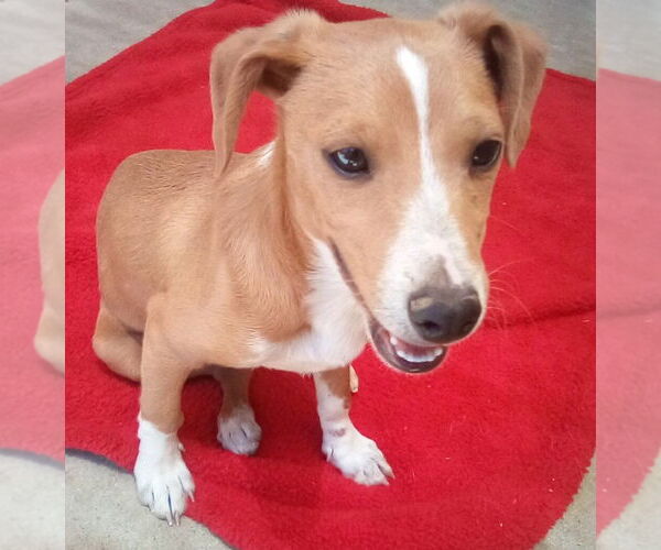 Medium Photo #13 Italian Greyhound-Jack Russell Terrier Mix Puppy For Sale in Apple Valley, CA, USA