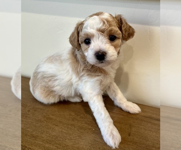 Medium Photo #7 Bichpoo-Yo-Chon Mix Puppy For Sale in RIGBY, ID, USA
