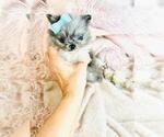 Small #18 Pomeranian