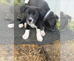 Small #2 American Pit Bull Terrier-Labrador Retriever Mix