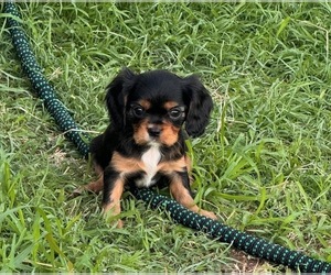 Cavalier King Charles Spaniel Puppy for sale in PFLUGERVILLE, TX, USA