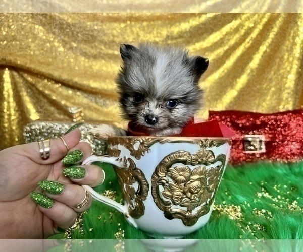Medium Photo #21 Pomeranian Puppy For Sale in HAYWARD, CA, USA