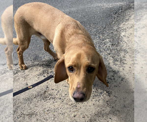 Medium Photo #3 Basset Hound-Labrador Retriever Mix Puppy For Sale in Brooklyn, NY, USA
