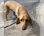 Small #2 Basset Hound-Labrador Retriever Mix