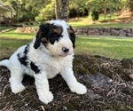 Puppy Russel Miniature Bernedoodle