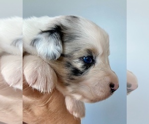 Australian Shepherd Puppy for sale in ROBERTS, IL, USA