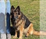 Small #3 German Shepherd Dog