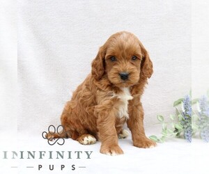 Goldendoodle (Miniature) Puppy for sale in EPHRATA, PA, USA