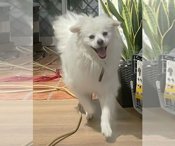 Medium Photo #2 - Mix Puppy For Sale in Boonton, NJ, USA