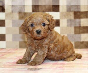 Cavapoo (Miniature) Puppy for sale in DENVER, PA, USA