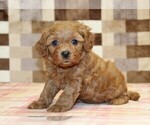 Small Cavapoo (Miniature)