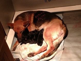 Mother of the German Shepherd Dog puppies born on 01/06/2018