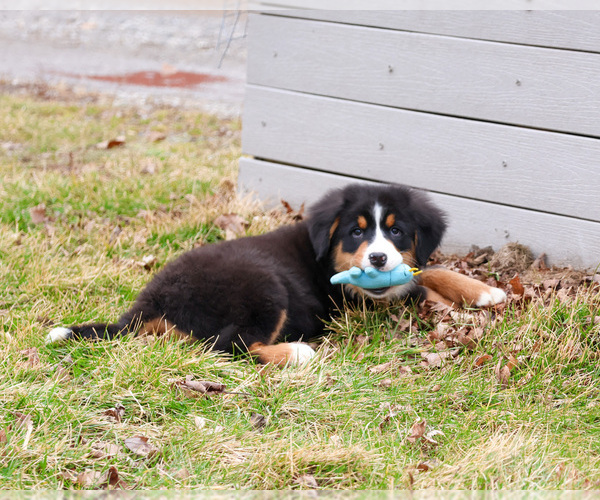 Medium Photo #7 Bernese Mountain Dog Puppy For Sale in SYRACUSE, IN, USA