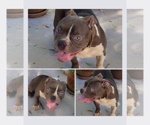 American Bully Puppy for sale in RICHMOND, TX, USA