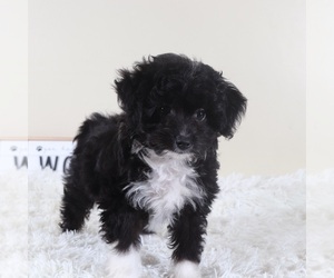 Aussiedoodle Toy Puppy for sale in MOUNT VERNON, OH, USA