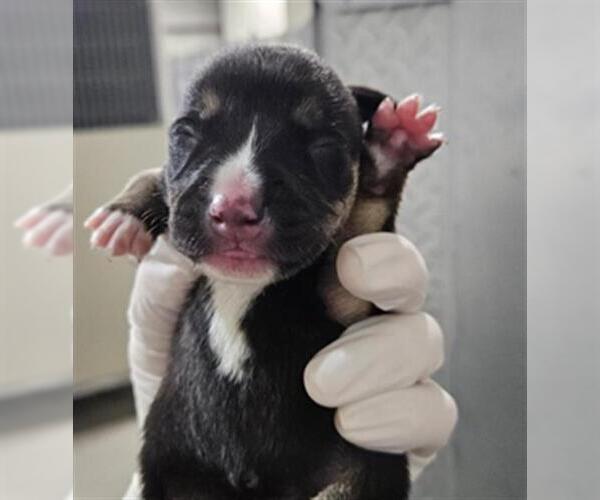 Medium Photo #1 Mutt Puppy For Sale in Bakersfield, CA, USA