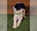 Small Photo #6 Poodle (Miniature) Puppy For Sale in FILLMORE, UT, USA
