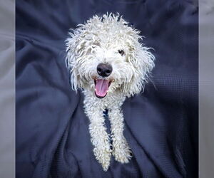Medium Poodle (Toy)