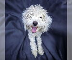 Small Poodle (Toy)