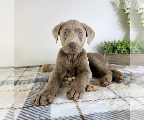Medium Photo #4 Labrador Retriever Puppy For Sale in GREENFIELD, IN, USA