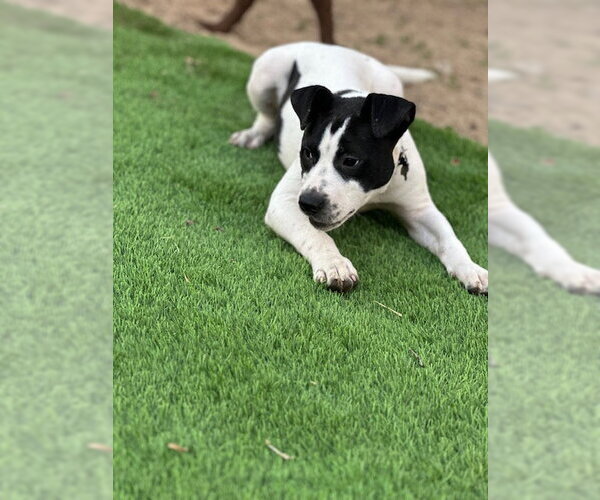 Medium Photo #3 Mutt Puppy For Sale in Woodbury, NY, USA