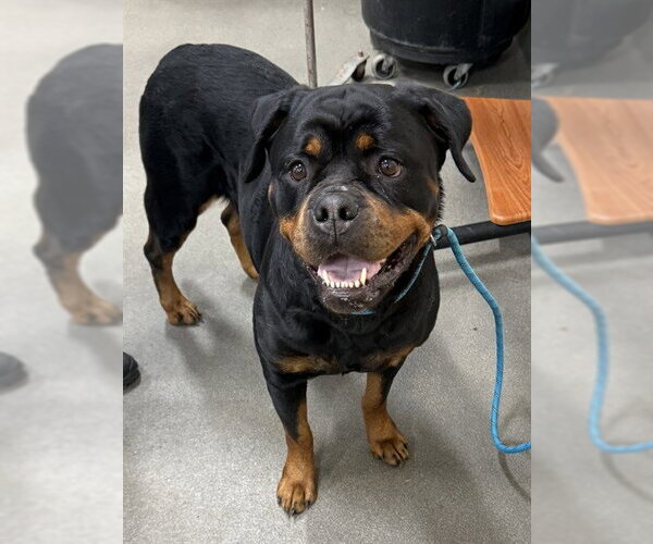 Medium Photo #1 Rottweiler Puppy For Sale in Forestville, MD, USA