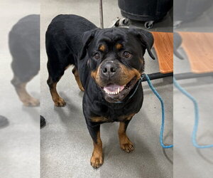 Rottweiler Dogs for adoption in Forestville, MD, USA