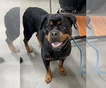 Small Rottweiler