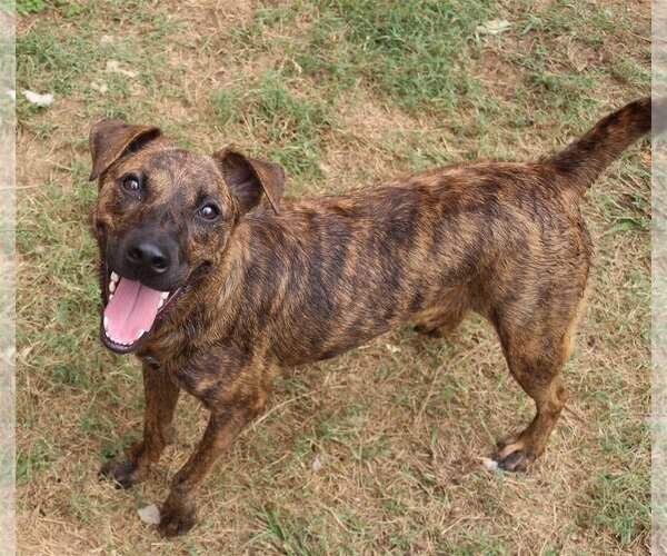 Medium Photo #2 Mutt Puppy For Sale in Jackson, MS, USA
