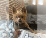 Small #1 Mutt