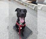 Small #4 Labrador Retriever Mix