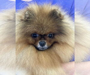 Pomeranian Dogs for adoption in Irvine, CA, USA