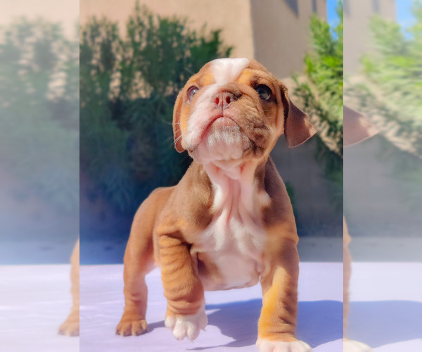 Medium Photo #24 English Bulldog Puppy For Sale in LAS VEGAS, NV, USA
