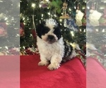 Small Photo #7 Poodle (Miniature)-Zuchon Mix Puppy For Sale in BOWLING GREEN, KY, USA
