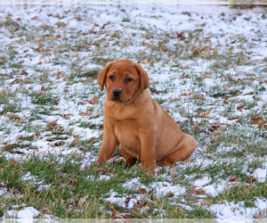 Labrador Retriever Puppy for sale in SYRACUSE, IN, USA