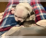 Small Photo #4 Pug Puppy For Sale in BLOOMINGTON, IL, USA