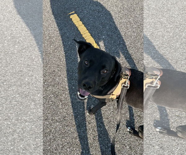 Medium Photo #7 Labrador Retriever-Unknown Mix Puppy For Sale in Doylestown, PA, USA