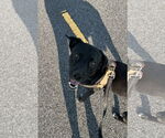 Small #6 Labrador Retriever Mix