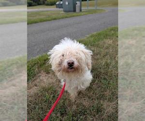 Lhasa Apso-Unknown Mix Dogs for adoption in Forestville, MD, USA