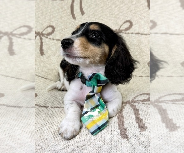 Medium Photo #11 Dachshund Puppy For Sale in SOUTH EASTON, MA, USA