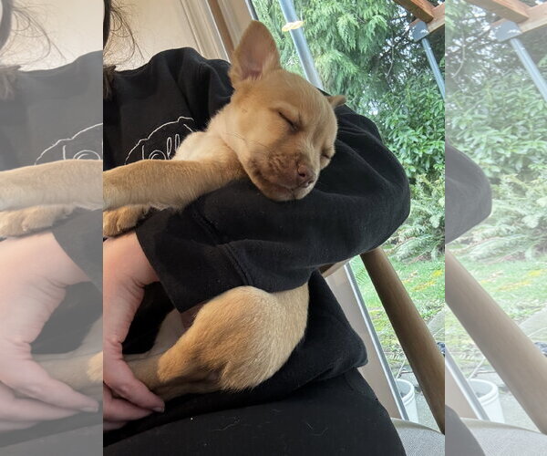 Medium Photo #4 Mutt Puppy For Sale in Bellevue, WA, USA