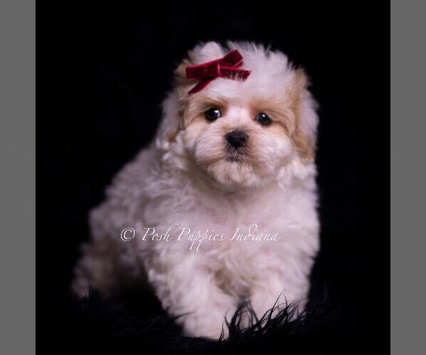 Medium Photo #1 Maltipoo (Miniature) Puppy For Sale in WARSAW, IN, USA