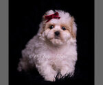 Puppy Cardi F1 Maltipoo (Miniature)