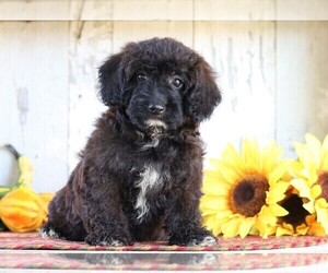 ShihPoo-Yo-Chon Mix Puppy for sale in FREDERICKSBG, OH, USA