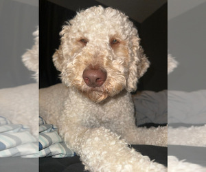 Father of the Goldendoodle puppies born on 01/29/2026