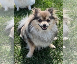 Pomeranian Puppy for sale in LISLE, IL, USA
