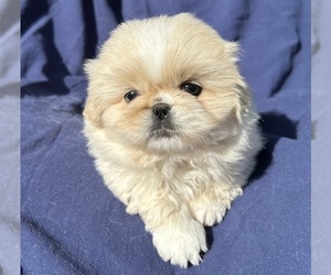 Pekingese Puppy for sale in MESQUITE, TX, USA