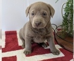 Puppy Bella Labrador Retriever