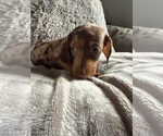 Puppy Puppy 2 Dachshund