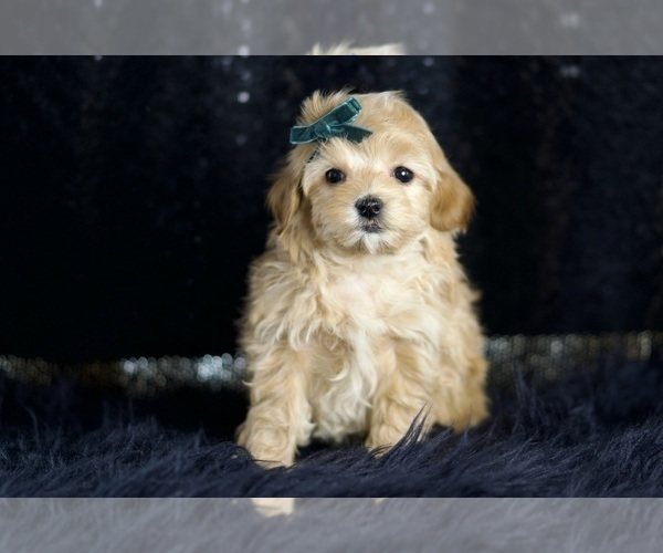Medium Photo #55 Maltipoo Puppy For Sale in WARSAW, IN, USA
